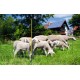 Síť pro eletrické ohradníky na ovce EasyNet v.105,d 50m,jednoduchá špička